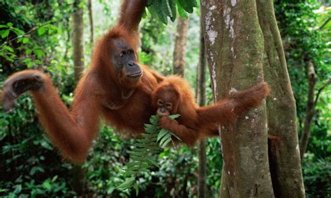Living Among The Trees Five Animals That Depend On Forests
