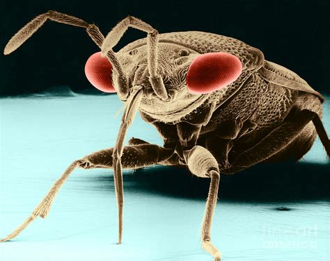 Big Eyed Bug Sem Photograph By David M Phillips Fine Art America