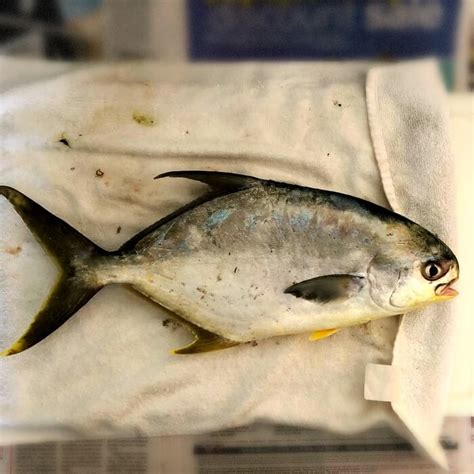 The Best Way To Cook Florida Pompano Grilled With Citrus And Olive Oil