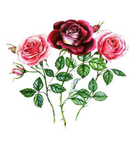 Watercolor Botanical Illustration Of Pink And Purple Roses Stock