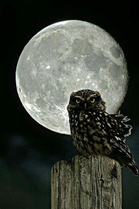 Owl And Moon Full Moon Pictures Night On Earth Luna Moon Moon Clouds