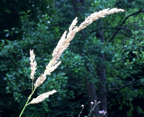 Species Reed Canary Grass Phalaroides Arundinacea L Rauschert