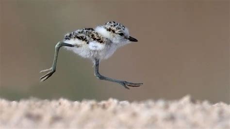 Bbc Earth 10 Of The Worlds Cutest Chicks