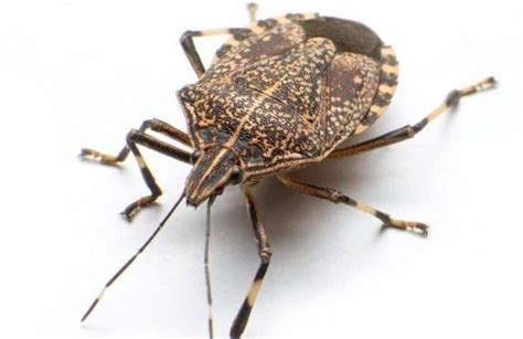 Are Stink Bugs Poisonous To Dogs Or Harmful Stink Bugs Brown