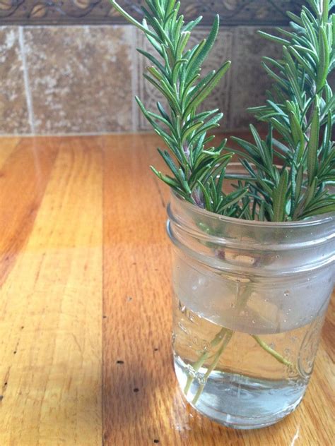 You can propagate the aromatic spice using cuttings. How to Propagate Rosemary in Water | Mother Rising ...
