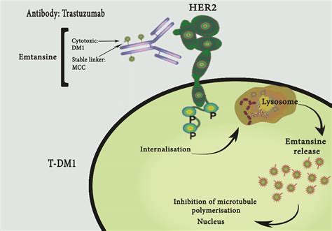 Mechanism Of Action Of Trastuzumab Emtasine T Dm1 Download