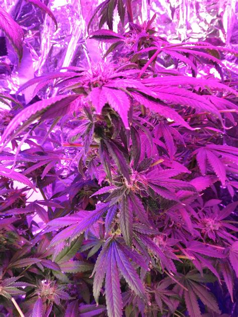 Purple Kush Grow Journal Week15 By Mcblazingninja