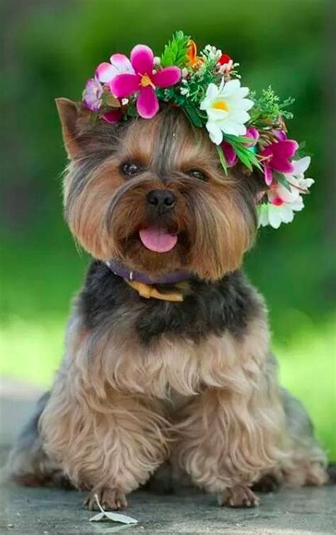 Yorkie Pup With Her Crown Of Flowers Photo Via Erin Walker On