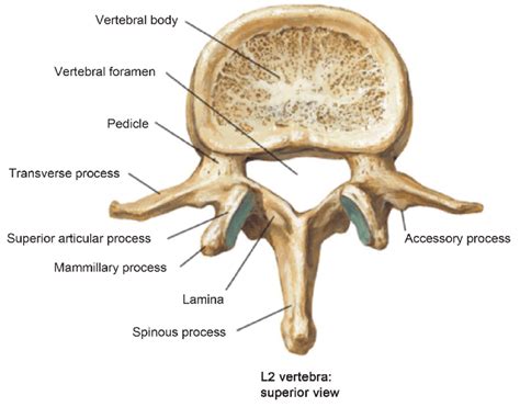 Cervical bones diagram 12 photos of the cervical bones diagram cervical bones diagram, cervix anatomy diagram related posts of human back bones diagram human bone parts name. Illustration of lumbar vertebrae showing vertebral body, pedicles,... | Download Scientific Diagram