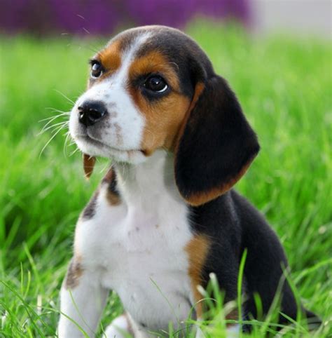 Pin Em Dog Beagles