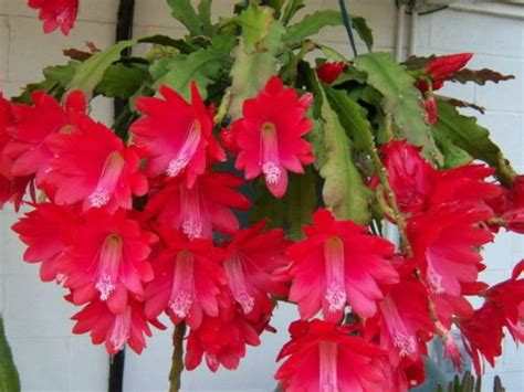 Your cactus is turning old! How to Grow and Care for a Red Orchid Cactus (Disocactus ...