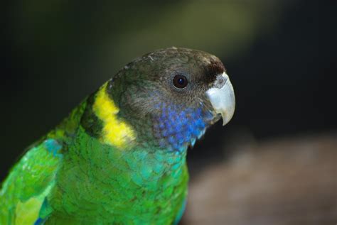Australian Parakeet In The Wild Raustralia