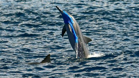 Falda Insustituible Fortaleza Plastic Sea Animals Abuela Influenza