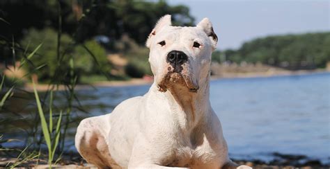 Dogo Argentino Dog Breed Information Breed Advisor