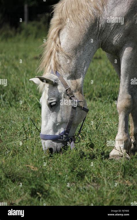 Percheron Draft Horse At Wagner Farm In Suburban Glenview Illinois On