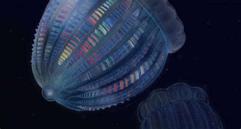 Rare Fossil Comb Jellies Uncovered In Utah S West Desert Natural