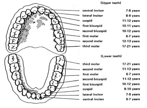 6 Year First Molars First Permanent Teeth Wainright And Wassel Dds