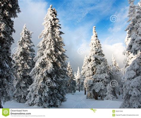 Beautiful Wintry View Of Snowy Wood Stock Image Image Of Freezing