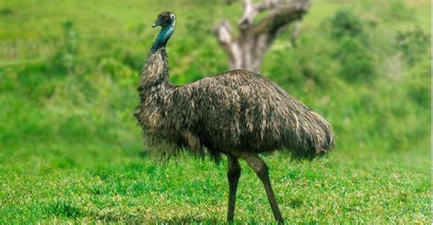 10 Incredible Emu Facts Az Animals
