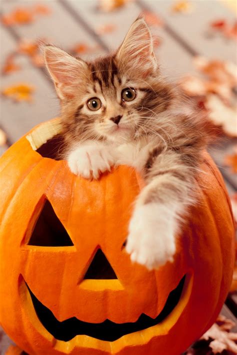 Download awesome apple iphone hd wallpapers and background images for all apple iphone mobile phones and tablets. Cute Cat Halloween iPhone Wallpaper - 3D iPhone Wallpaper