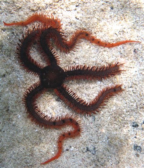 Red Brittle Stars See With Light Sensitive Skin Cells Study Shows