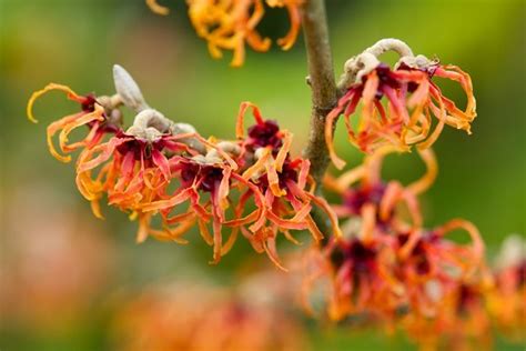 Witch hazel is a plant. Growing Witch Hazel: How to Care for Witch Hazel in the ...