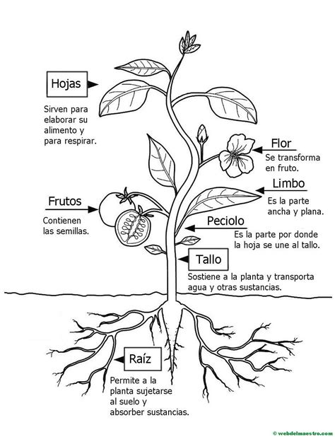 Partes De Una Planta Para Colorear Plant Lessons Science Lessons