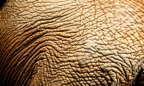 Create custom image collections with your shutterstock account. Skin Texture | Elephant - Zoo - SP | Anderson Mancini | Flickr