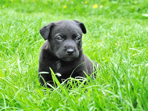 Black Labrador Retriever Puppy On Grass Field · Free Stock Photo