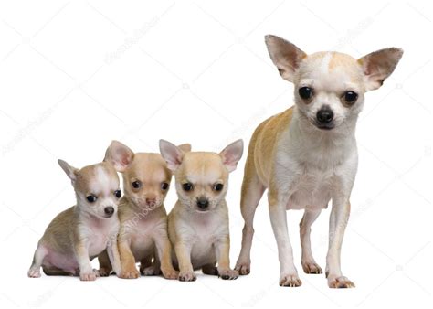 Four Chihuahua Puppies Months Old Stock Photo Image Of Isolated