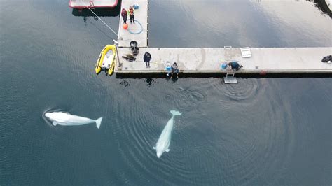 Sea Life Trust Beluga Whales Take First Swim In New Sanctuary Blooloop