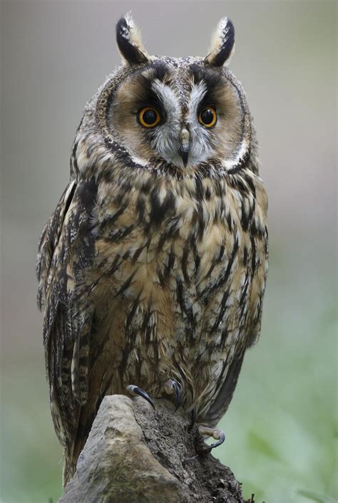 A Brief Introduction To The Common Types Of Owls