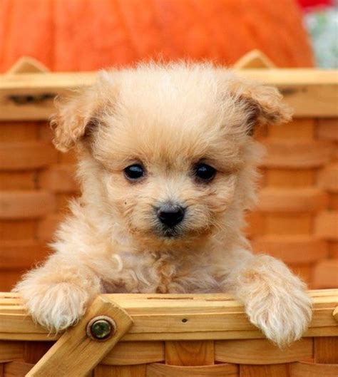 Check spelling or type a new query. Pomapoo (Pomeranian-Poodle mix) Info, Temperament, Puppies, Pictures | Poodle mix puppies ...
