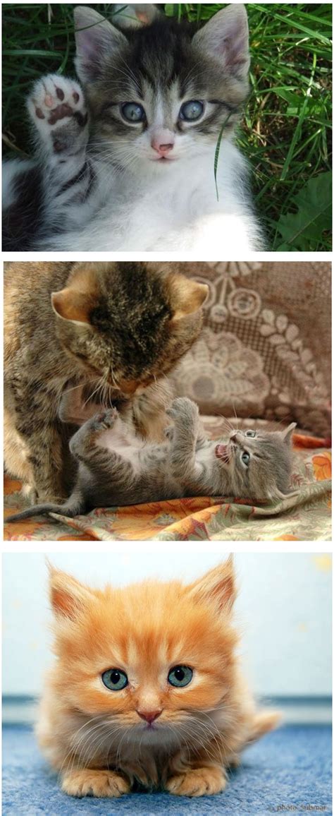 Gambar kucing parsi yang paling comel gambar v. COMEL - Koleksi Gambar Kucing Yang Seriusly Comel! (33 ...