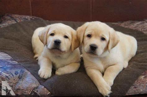 If you do not have space for this, then do not put your puppy near the entrance. Golden Labrador Puppies For Sale Near Me | PETSIDI