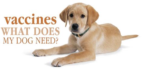5 way vaccines for dogs help protect our furry friends from many dreaded diseases. Vaccines and the Health of Your Dog