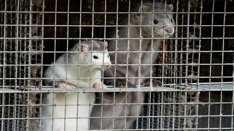 Denmark announced that it is to temporarily suspend the use of the coronavirus vaccine developed by astrazeneca and the university of oxford. Denmark to cull up to 17m mink blamed for coronavirus mutation | Financial Times