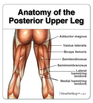 The muscles on the back of the upper leg are the hamstrings! My Trainer Fitness