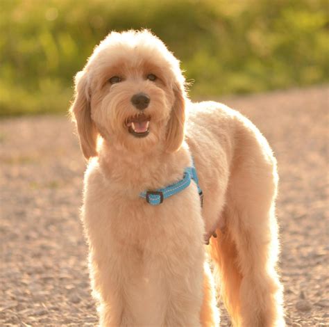 Goldendoodle Haircuts And Goldendoodle Grooming Timberidge Goldendoodles