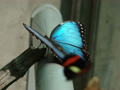6 Iridescent Blue Butterfly Photos In Biological Science Picture