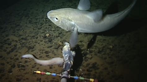 Video Worlds Deepest Fish Discovered In Mariana Trench By Aberdeen