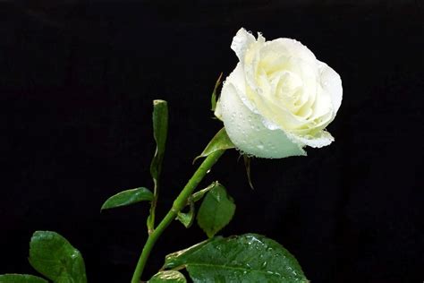Setangkai Bunga Mawar Putih Foto ~ Images