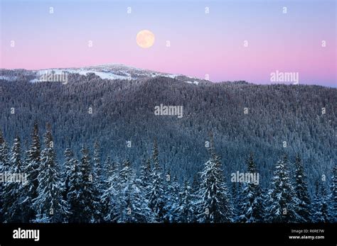 Winter Landscape With A Full Moon Over The Hill Mountain Spruce Forest