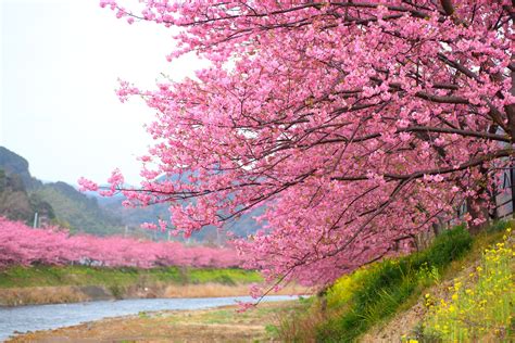 Free Photo Cherry Blossom Tree Berries Landscape Trees Free
