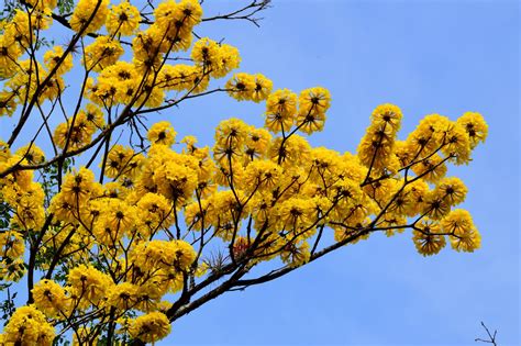 They are bright yellow and orange in color. Yellow Flowering Tree