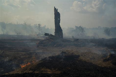 Amazon Fire Jair Bolsonaro Refuses To Understand The Gravity Of The
