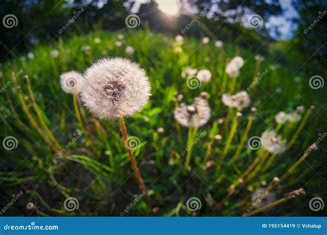 Dandelion Seeds In Meadow At Summer High Contrast Picture Stock Image