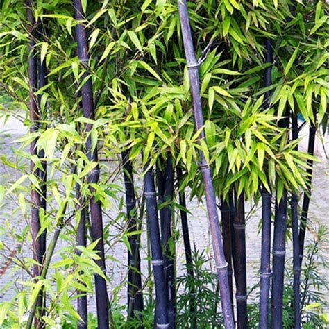 Buy 200 Black Bamboo Fast Growing Trees For Privacy For Outdoor Online