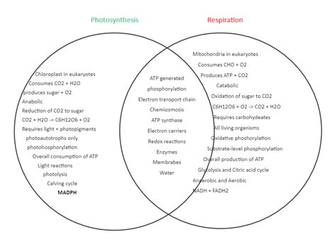 Cellular Respiration And Photosynthesis Diagram Wiring Diagrams Manual