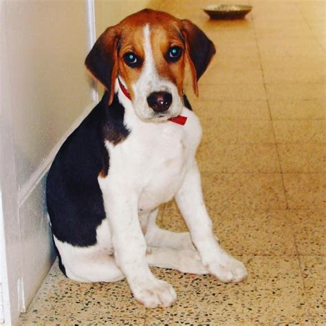 English Foxhound Puppies Behavior and Characteristics in Different Months Until One Year